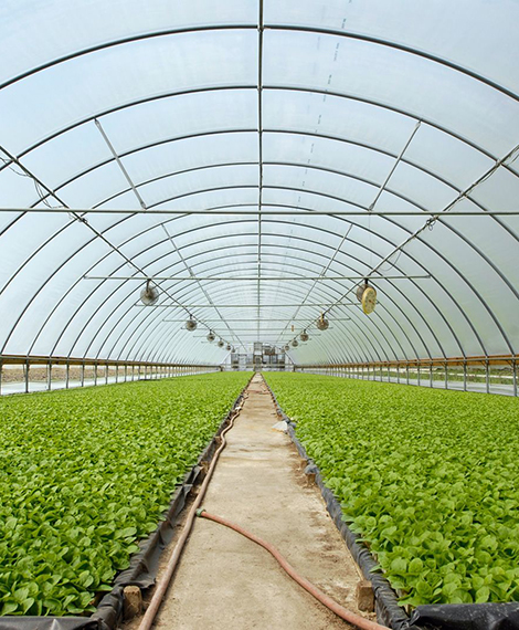 Agriculture